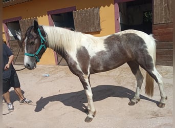 American Indian konia, Klacz, 3 lat, 165 cm, Srokata