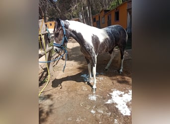 American Indian konia, Klacz, 3 lat, 165 cm, Srokata