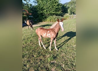 American Indian konia, Klacz, 7 lat, 152 cm