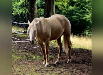 American Indian konia, Wałach, 2 lat, 152 cm, Dunalino