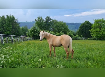 American Indian konia, Wałach, 2 lat, 152 cm, Dunalino