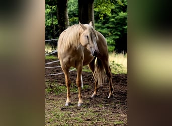 American Indian konia, Wałach, 2 lat, 152 cm, Dunalino