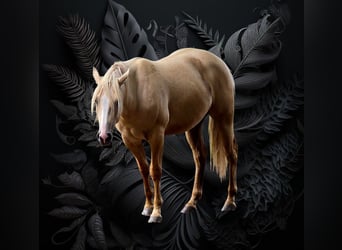 American Indian konia, Wałach, 2 lat, 152 cm, Dunalino