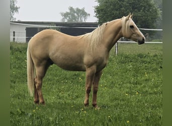 American Indian konia, Wałach, 2 lat, 152 cm, Dunalino