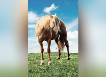 American Indian konia, Wałach, 2 lat, 152 cm, Dunalino