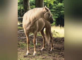 American Indian konia, Wałach, 2 lat, 152 cm, Dunalino