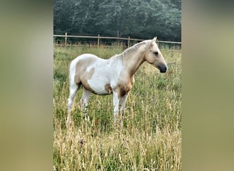 American Indian konia, Wałach, 3 lat, 152 cm, Srokata