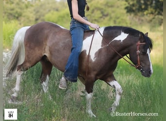 American Miniature Horse, Gelding, 10 years, 11.2 hh, Tobiano-all-colors