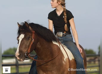 American Miniature Horse, Gelding, 11 years, 11,2 hh, Tobiano-all-colors