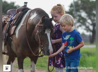 American Miniature Horse, Gelding, 11 years, 11,2 hh, Tobiano-all-colors