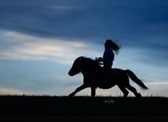 American Miniature Horse, Gelding, 11 years, 9.1 hh, Black