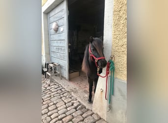 American Miniature Horse, Wallach, 11 Jahre