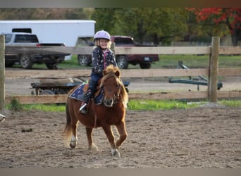 American Miniature Horse, Gelding, 12 years, 10 hh, Chestnut