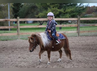 American Miniature Horse, Gelding, 12 years, 10 hh, Chestnut