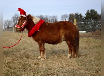 American Miniature Horse, Gelding, 12 years, 10 hh, Chestnut