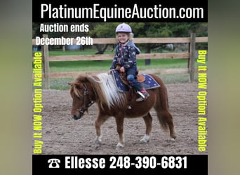 American Miniature Horse, Gelding, 12 years, 10 hh, Chestnut