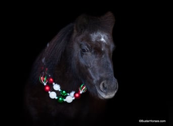 American Miniature Horse, Gelding, 12 years, 8,2 hh, Black