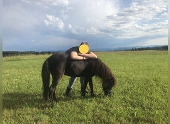 American Miniature Horse, Gelding, 12 years