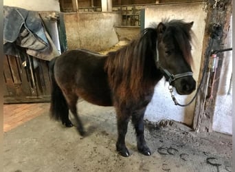 American Miniature Horse, Gelding, 12 years