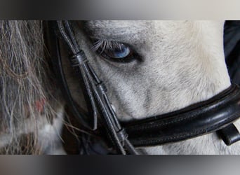 American Miniature Horse, Gelding, 12 years, Gray