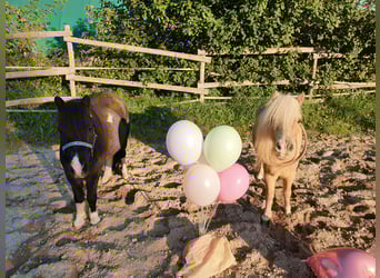 American Miniature Horse, Gelding, 13 years, 8.2 hh