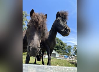 American Miniature Horse, Gelding, 13 years, 8 hh, Smoky-Black