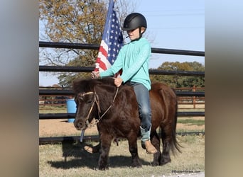 American Miniature Horse, Gelding, 14 years, 8,2 hh, Black