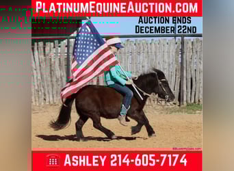 American Miniature Horse, Gelding, 14 years, 8,2 hh, Black