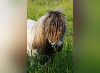 American Miniature Horse, Gelding, 14 years, Gray