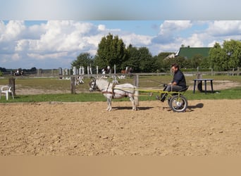 American Miniature Horse, Gelding, 14 years, Gray