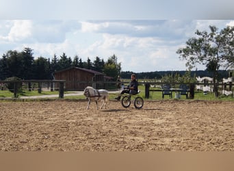 American Miniature Horse, Gelding, 14 years, Gray