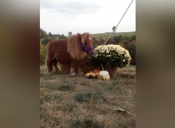 American Miniature Horse, Gelding, 1 year, 6 hh, Sorrel