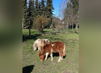 American Miniature Horse, Gelding, 1 year, 8.3 hh, Pinto