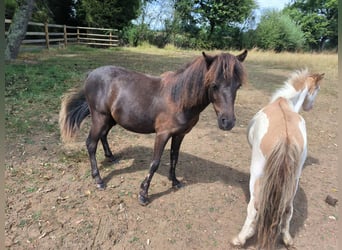American Miniature Horse, Gelding, 2 years, 8.3 hh, Black