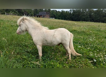 American Miniature Horse, Gelding, 2 years, 8 hh, Palomino