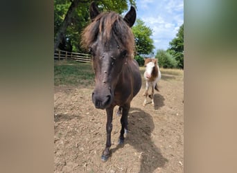 American Miniature Horse, Gelding, 2 years, 8,3 hh, Black