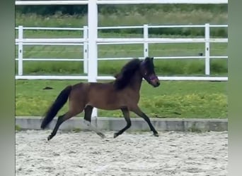 American Miniature Horse, Gelding, 3 years, 8 hh, Brown