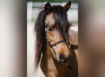 American Miniature Horse, Gelding, 3 years, 8 hh, Brown