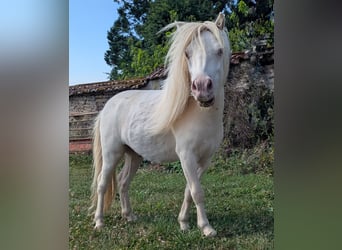 American Miniature Horse, Gelding, 3 years, 8 hh