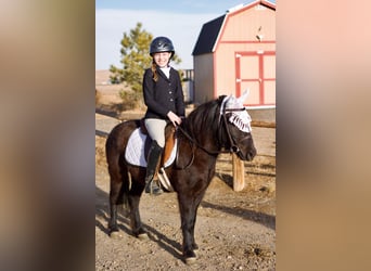 American Miniature Horse Mix, Gelding, 4 years, 11.3 hh, Black