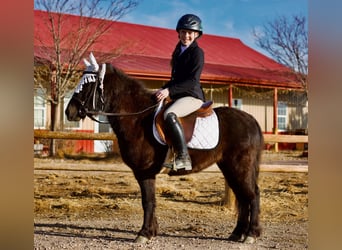American Miniature Horse Mix, Gelding, 4 years, 11,3 hh, Black