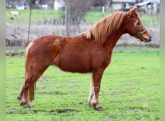 American Miniature Horse, Gelding, 4 years, 5.3 hh, Chestnut