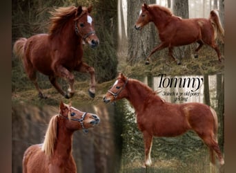 American Miniature Horse, Gelding, 4 years, 5,3 hh, Chestnut