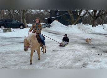 American Miniature Horse, Gelding, 4 years, 9.1 hh, Dunalino