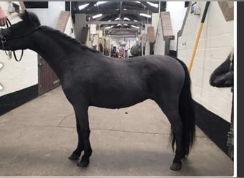 American Miniature Horse, Gelding, 5 years, 8 hh, Black