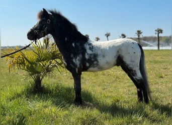 American Miniature Horse, Gelding, 6 years, 10.1 hh, Leopard-Piebald