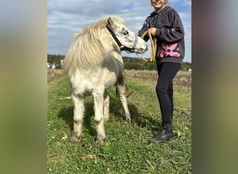 American Miniature Horse, Gelding, 6 years, 9,2 hh, Leopard-Piebald