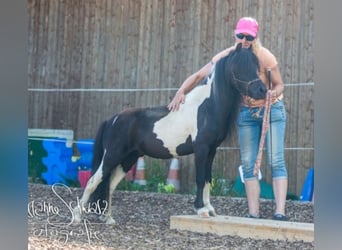 American Miniature Horse, Gelding, 7 years, 8.3 hh, Pinto