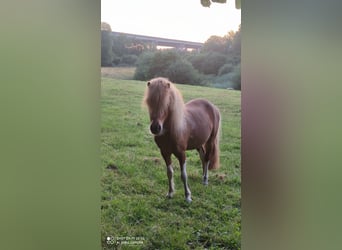 American Miniature Horse, Gelding, 7 years, 9,1 hh