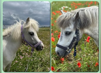 American Miniature Horse, Gelding, 7 years